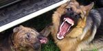 Стая озлобленных дворовых псов тероризирует жителей Владивостока