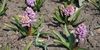 Гиацинты украшают своим цветением Первореченский район