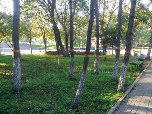 Деревья в парке Победы